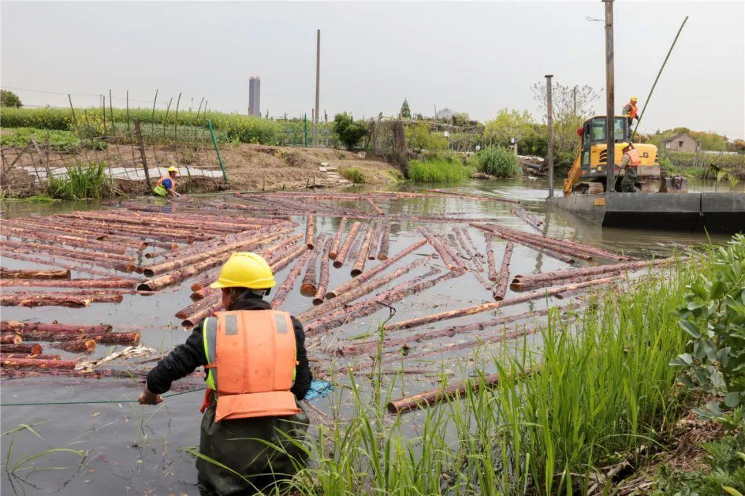 改善水環(huán)境！徐行122條段村級河道用木樁對河岸進(jìn)行加固整治