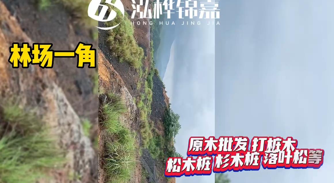 打樁木廠(chǎng)家源頭林場(chǎng)一角拍攝