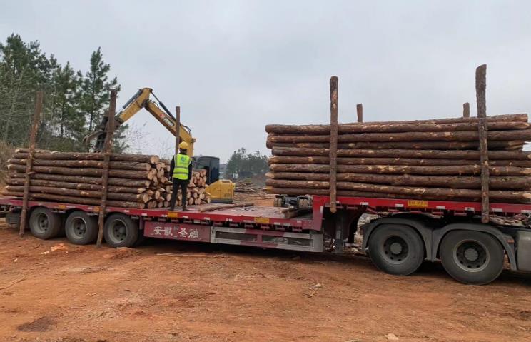 松木樁和杉木樁哪個(gè)更適合打木樁？?jì)烧邊^別有哪些？