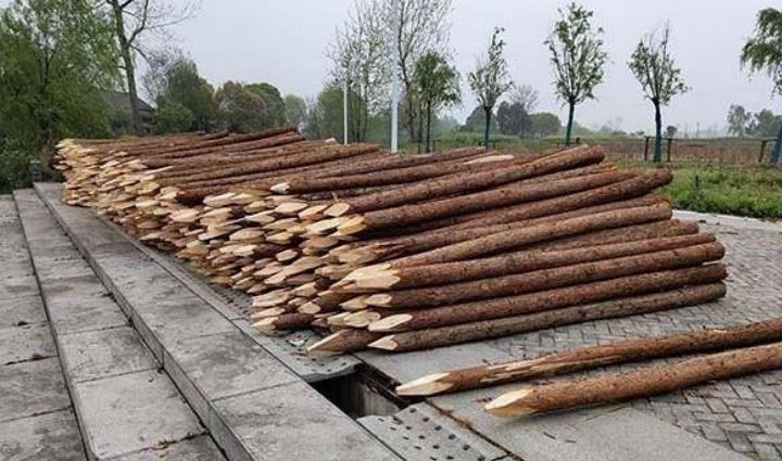 杉木樁為什么這么受歡迎？杉木樁有哪些優(yōu)點(diǎn)和缺點(diǎn)？