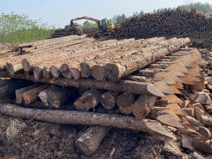 松木樁可做永久基礎處理(打造最牢固基礎，松木樁無(wú)可比擬)