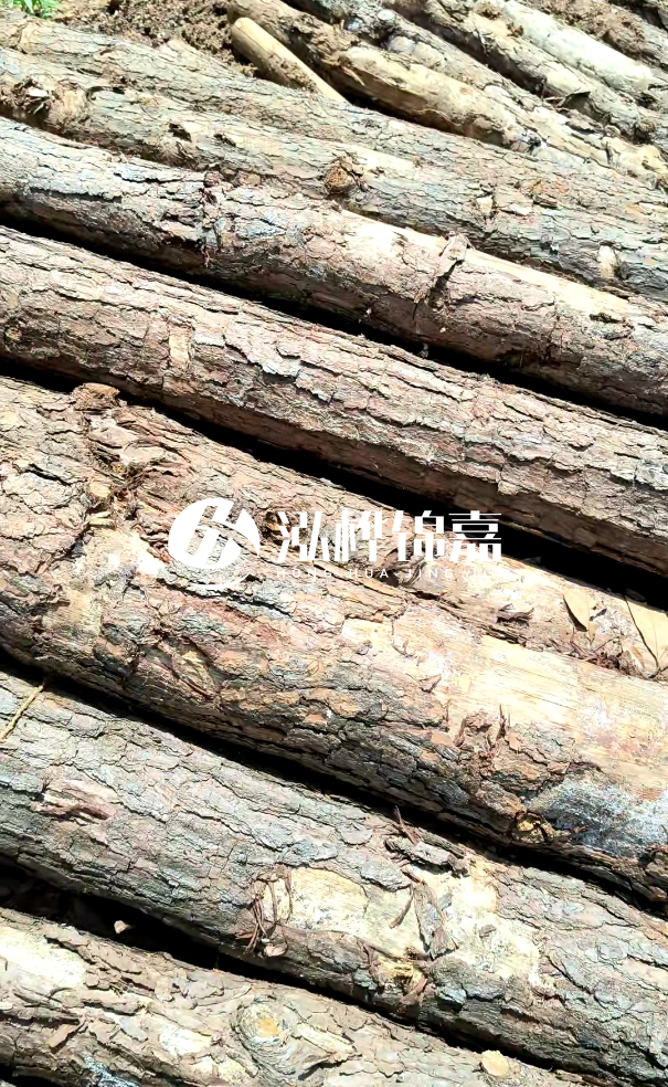 佛山松木樁源頭廠(chǎng)家-松木樁和杉木樁在河道治理中哪個(gè)更耐用？