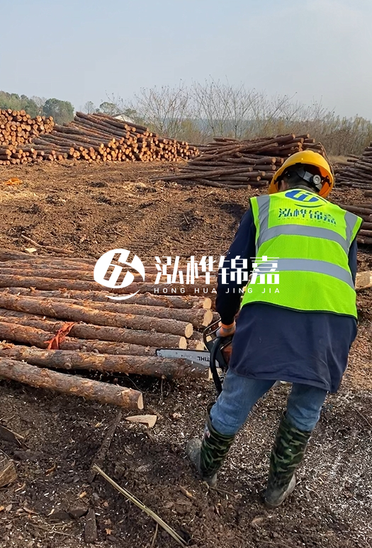 廣東松木樁3米生產(chǎn)廠(chǎng)家-3米直徑12松木樁多少錢(qián)？