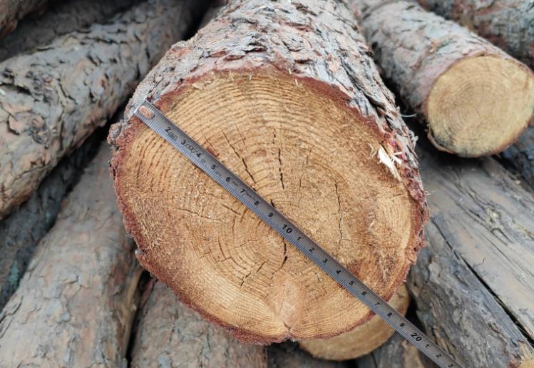 上饒哪里有松木樁賣(mài)的